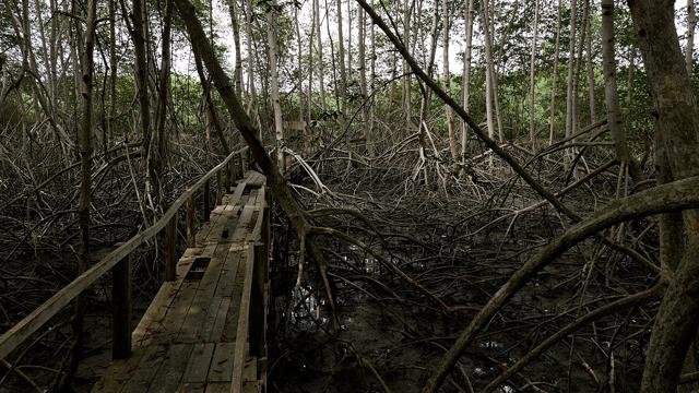 Manglares de Tumbes National Sanctuary